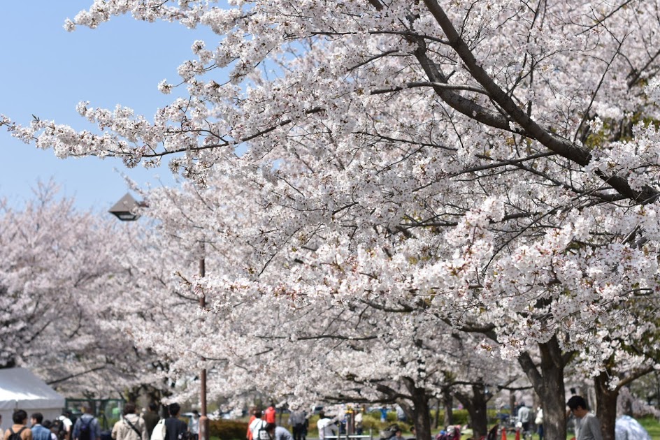 舎人公園の桜