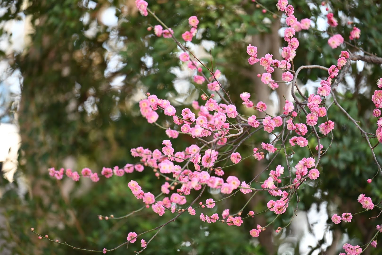 セリオンリスタの梅の花