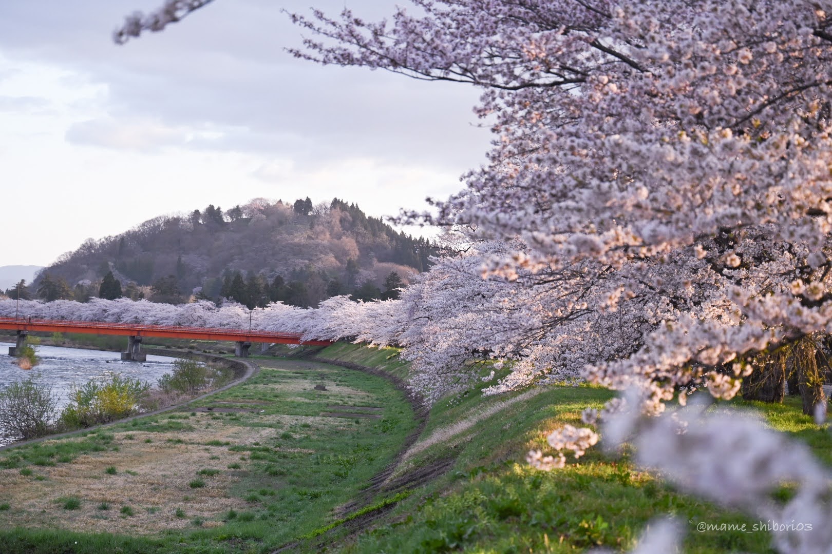 桧木内川の桜